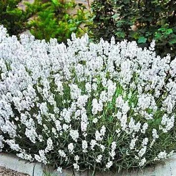 Саджанець лаванди Edelweiss  le001 фото