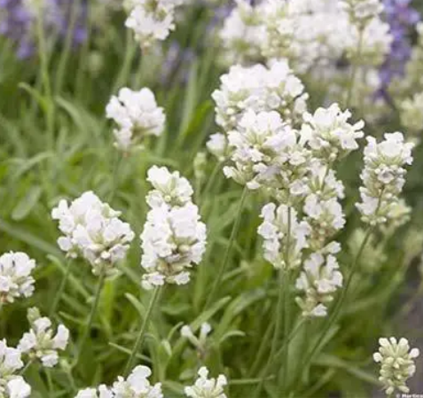Саджанець лаванди Edelweiss  le001 фото