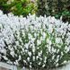 Саджанець лаванди Edelweiss  le001 фото 1