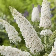 Саджанець Будлеї Вайт Профюжн (White Profusion) 2-річний  bdl00 фото