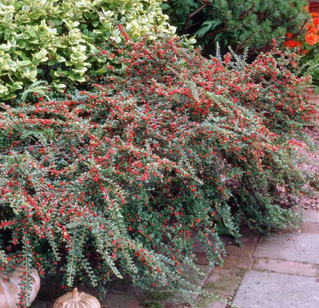 Саджанець кизильнику Coral Beauty 1 річний kc00 фото
