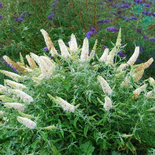 Саджанець Будлеї Вайт Профюжн (White Profusion) 2-річний  bdl00 фото