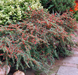 Саджанець кизильнику Coral Beauty 1 річний kc00 фото 2