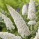 Саджанець Будлеї Вайт Профюжн (White Profusion) 2-річний  bdl00 фото 1