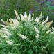 Саджанець Будлеї Вайт Профюжн (White Profusion) 2-річний  bdl00 фото 3