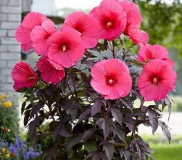 Саженец гибискус травянистый Pink Passion C5 gpi00 фото