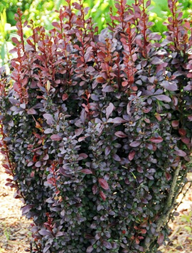 Саджанець барбарису Summer Chocolate 1,5 річний bsc00 фото