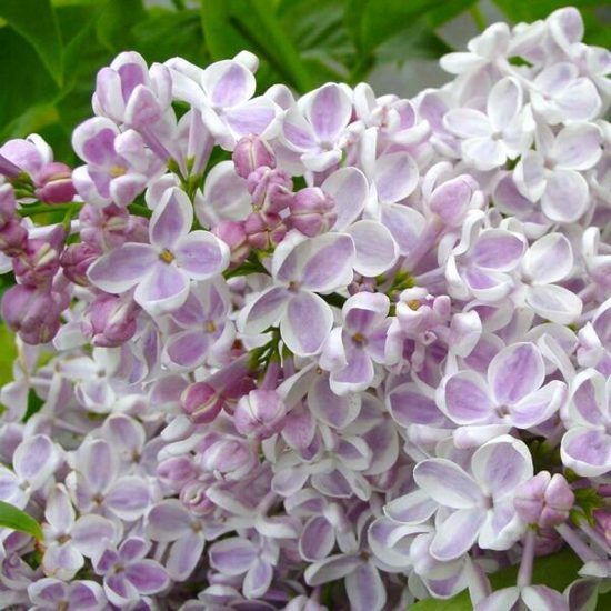Саджанець бузку Lila Wonder 2 річний bl00 фото