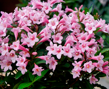 Саджанець вейгели Pink Poppet 1 річний vpi00 фото