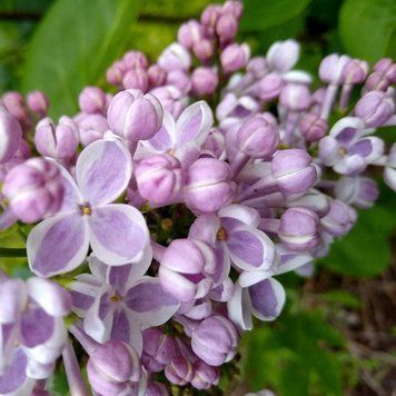 Саджанець бузку Lila Wonder 2 річний bl00 фото