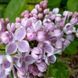 Саджанець бузку Lila Wonder 2 річний bl00 фото 1