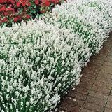 Набір саджанців лаванди Edelweiss 5шт len001 фото