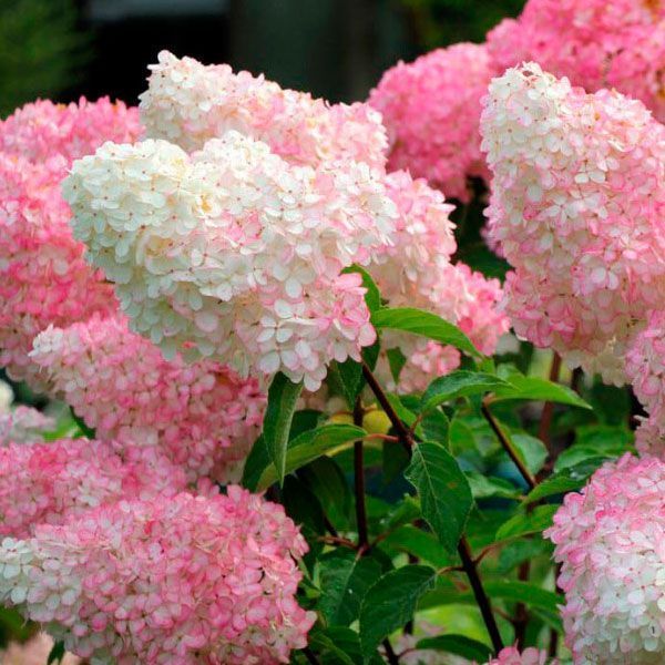 Саджанець гортензії Ванілла Фрайз (Vanille Fraise) 1 річний gvan00 фото