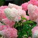 Саджанець гортензії Ванілла Фрайз (Vanille Fraise) 1 річний gvan00 фото 3