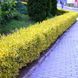Саджанець Бірючини Goldy 1 річний bg00 фото 1