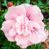 Саджанець гібіскуса Пінк Шифон (Pink Chiffon) 1,5-річний  gpsh00 фото