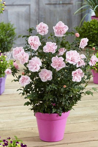 Саджанець гібіскуса Пінк Шифон (Pink Chiffon) 1,5-річний  gpsh00 фото