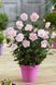 Саджанець гібіскуса Пінк Шифон (Pink Chiffon) 1,5-річний  gpsh00 фото 4