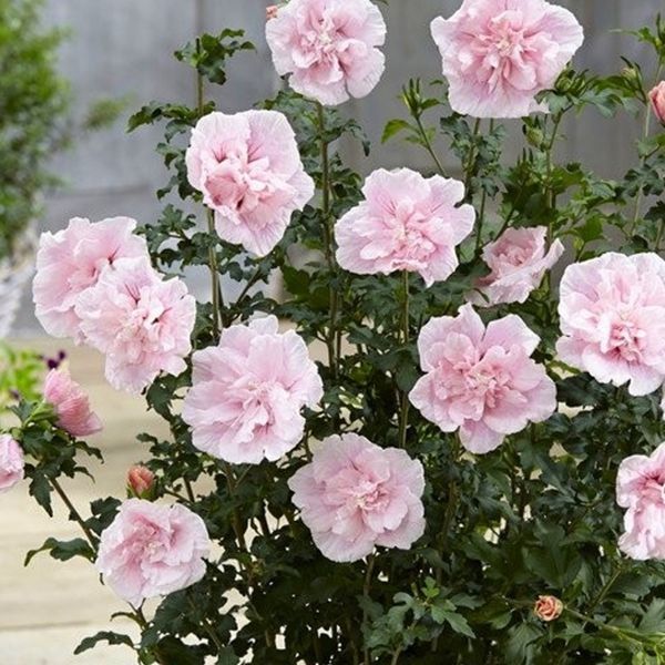 Саджанець гібіскуса Пінк Шифон (Pink Chiffon) 1,5-річний  gpsh00 фото