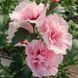 Саджанець гібіскуса Пінк Шифон (Pink Chiffon) 1,5-річний  gpsh00 фото 2