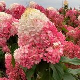 Саджанець Гортензія Стравбері Блосом (Strawberry Blossom)  2 річний gorsb00 фото
