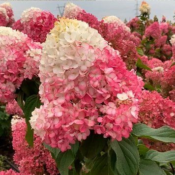 Саджанець Гортензія Стравбері Блосом (Strawberry Blossom)  2 річний gorsb00 фото