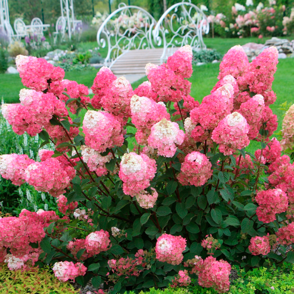 Саджанець Гортензія Стравбері Блосом (Strawberry Blossom)  2 річний gorsb00 фото
