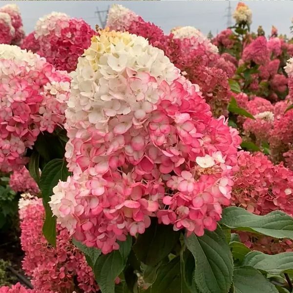 Саджанець Гортензія Стравбері Блосом (Strawberry Blossom)  2 річний gorsb00 фото