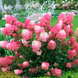 Саджанець Гортензія Стравбері Блосом (Strawberry Blossom)  2 річний gorsb00 фото 2