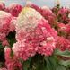 Саджанець Гортензія Стравбері Блосом (Strawberry Blossom)  2 річний gorsb00 фото 3