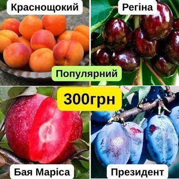 Набір Популярний (абрикос, черешня, слива, яблуня) nb_pp00 фото