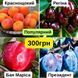 Набір Популярний (абрикос, черешня, слива, яблуня) nb_pp00 фото 1