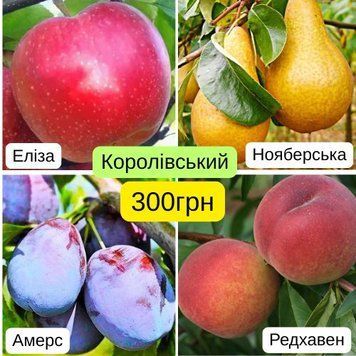 Набір Королівський (груша, персик, слива, яблуня) nb_kr00 фото