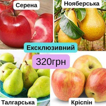 Набір Ексклюзивний (2 яблуні та 2 груші) nb_ek00 фото