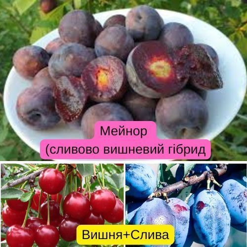 Мейнор (Сливово-вишневий гібрид) svg00 фото