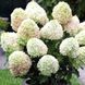 Саджанець гортензії Літл Ельф (Little Elf) 1-річний gorle000 фото 2