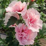 Саджанець гібіскуса Пінк Шифон (Pink Chiffon) 2-річний  gpsh00 фото