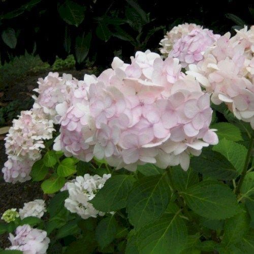 Саджанець гортензії &laquo;Мадам Емілі&raquo; (Madame Emile Mouillere) 2-річний gortme00 фото