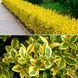 Саджанець бірючини Aureum 1 річний  bau00 фото 1
