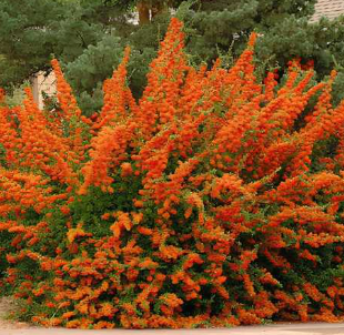 Саджанець піраканти Orange Glow 1 річний po00 фото
