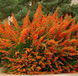 Саджанець піраканти Orange Glow 1 річний po00 фото 2
