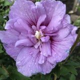 Саджанець гібіскуса Лавендер Шифон (Lavender Chiffon) 1,5-річний gblsh00 фото