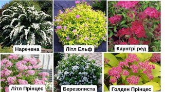 Набір спірей &laquo;Квітучий сезон&raquo; (6шт) nbspr01 фото