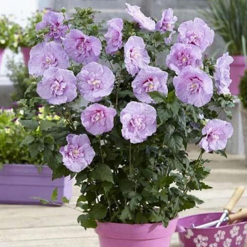 Саджанець гібіскуса Лавендер Шифон (Lavender Chiffon) 1,5-річний gblsh00 фото