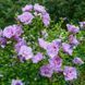 Саджанець гібіскуса Лавендер Шифон (Lavender Chiffon) 1,5-річний gblsh00 фото 2
