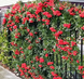 Саджанець піраканти Red Column 1 річний pre00 фото 1