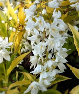 Саджанець дейції Variegata 2 річний dva00 фото