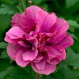 Саджанець гібіскуса Дюк де Брабант (Duc de Brabant) 2-річний gibd00 фото