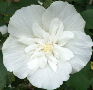 Саджанець Гібіскус деревовидний White Chiffon 2 річний gdwc00 фото