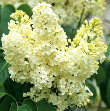 Саджанець бузку Primrose 2 річний bp00 фото